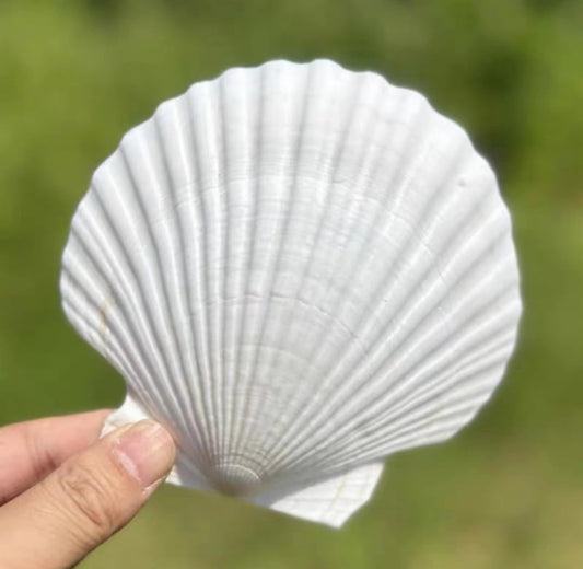 SEAJIAYI 10 PCS Large Scallop Shells 4-5 inch Natural White Scallop Shells from Sea Beach for DIY Craft Decor