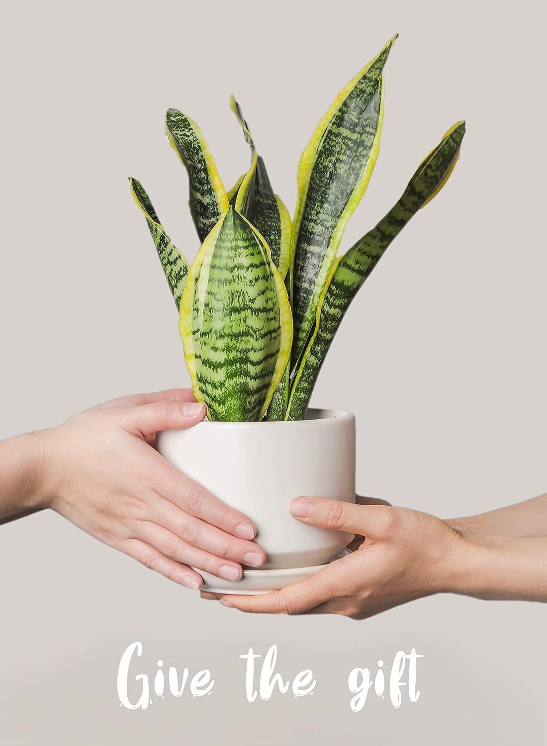 LE TAUCI Ceramic Pots for Plants, 6.8 Inch Plant Pots with Drainage Hole & Saucer, Modern Planter for Indoor Plants, Stable & Durable, Perfect for Living Room or Office Decor, White