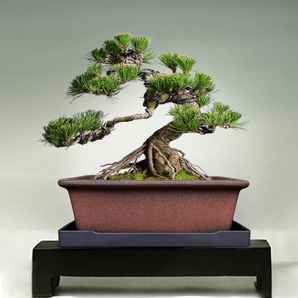 MUZHI Decorative Ceramic Bonsai Planter Pot 8.5 Inch with Tray, Breathable Unglazed Rectangle Terracotta Clay Pot for Tree Succulent Cactus Indoor Outdoor Red Brown