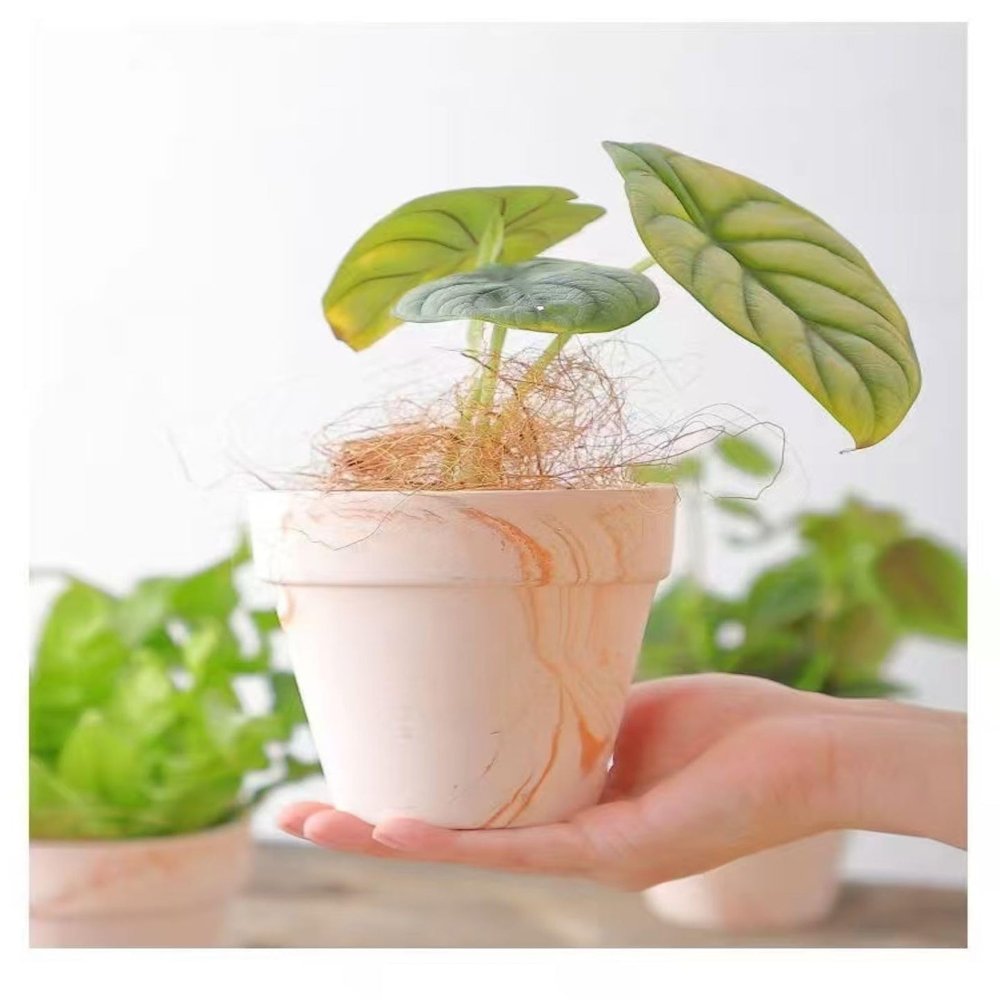 Random Mood Macchiato Terracotta Plant Pots – Handmade 6-Inch Clay Ceramic Flower Pots with Drainage Holes, Set of 3 – Ideal for Indoor & Outdoor Orchids