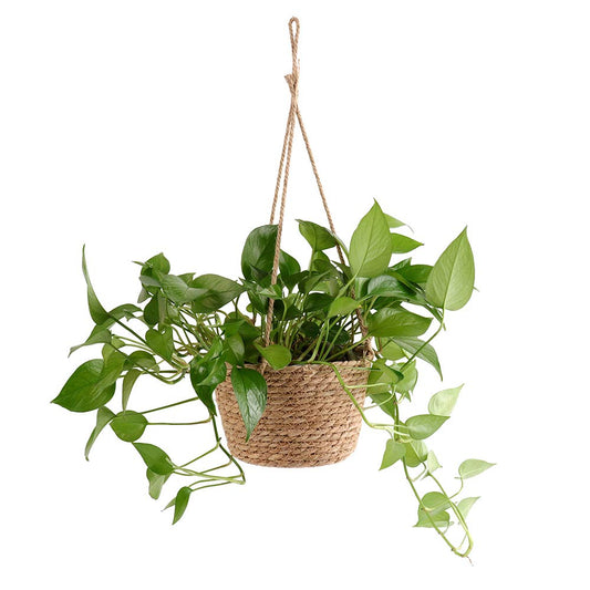 MEUMITY Hanging Planter Basket, Rattan Woven Plant Hanger with Plastic Liner Macrame Plant Holder Storage Organizer for Plants Indoor Outdoor(#1)