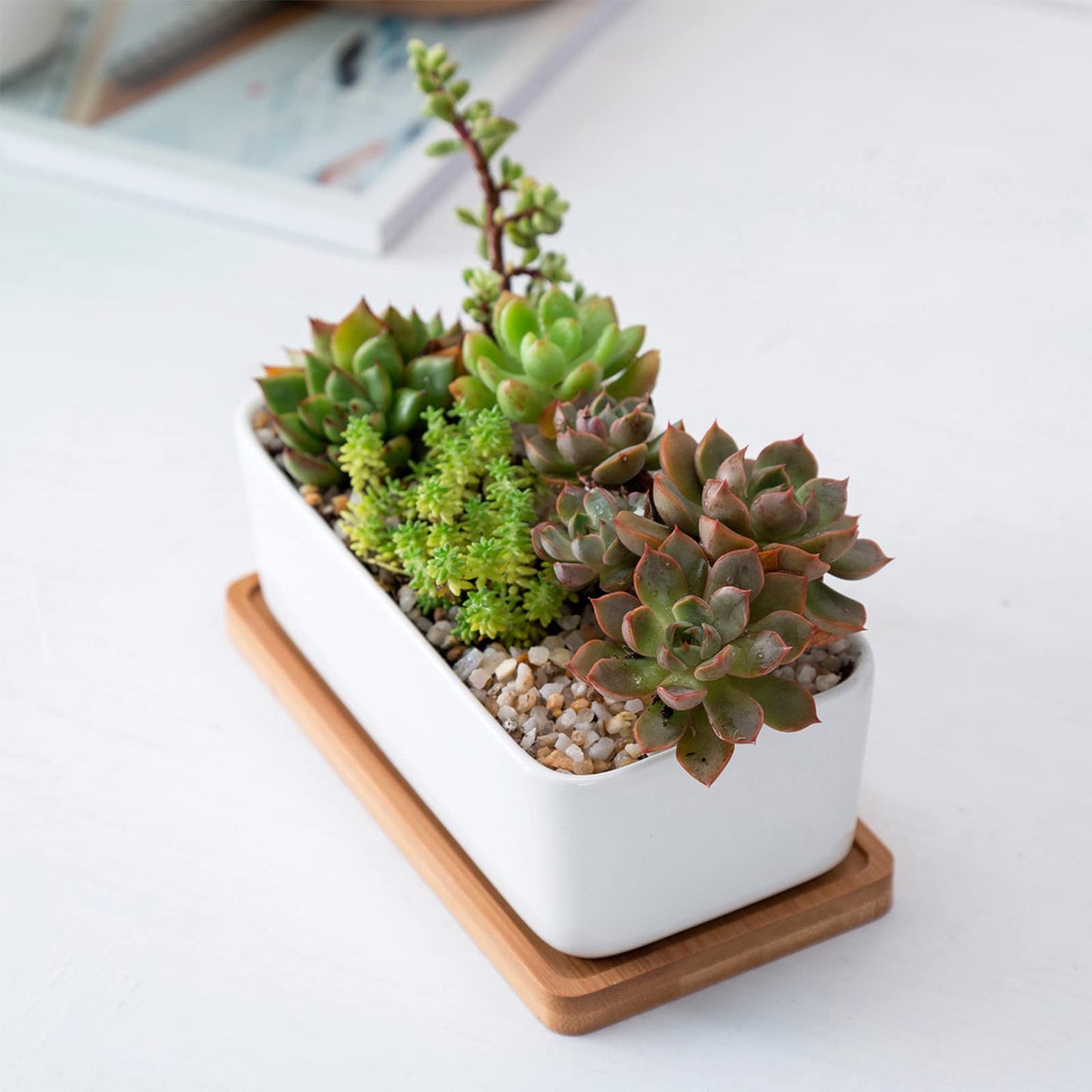 ARVINKEY White Ceramic Succulent Planters, Indoor and Outdoor Succulent Planters, Set of 2 Small Cactus Containers, Bonsai Pots, Flower Pots with Drainage Hole and Bamboo Bowl (No Plant)