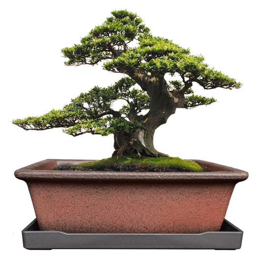 MUZHI Decorative Ceramic Bonsai Planter Pot 8.5 Inch with Tray, Breathable Unglazed Rectangle Terracotta Clay Pot for Tree Succulent Cactus Indoor Outdoor Red Brown
