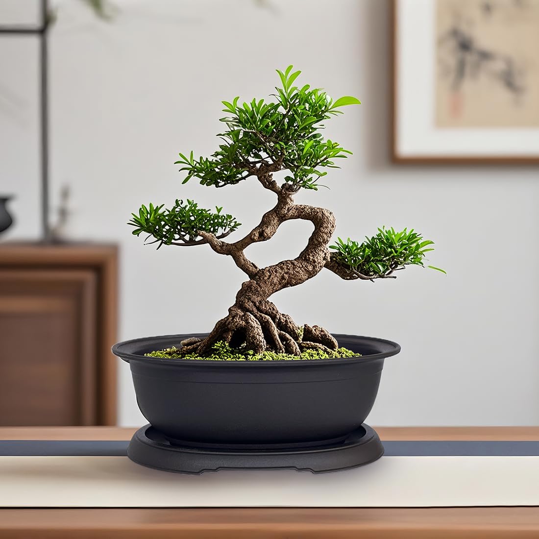 MUZHI 3 Pack Mixed Size Oval Bonsai Planter Pot with Drainage Tray, Matte Finish Ellipse Plastic Bonsai Succulent Growing Pot for Home Garden Plant Container 9.1” 7.2” 5.2”