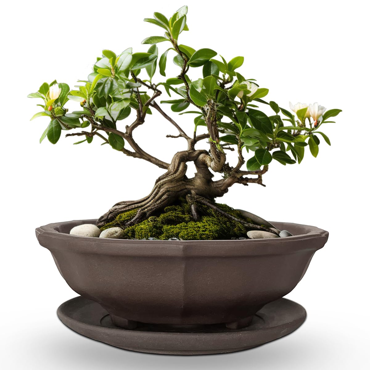 MUZHI 6.8 inch Unglazed Flower Shape Ceramic Bonsai Pot Bowl with Saucer,Classic Retro Zisha Pottery Planter Round for Tree Cactus Succulent Arrangement