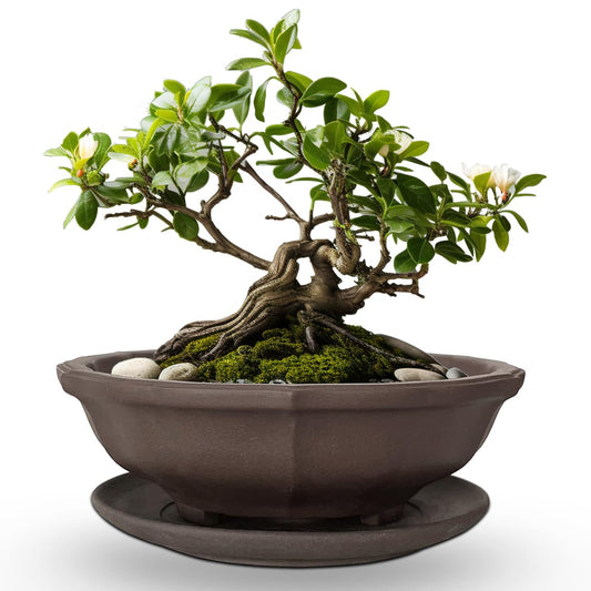 MUZHI 6.8 inch Unglazed Flower Shape Ceramic Bonsai Pot Bowl with Saucer,Classic Retro Zisha Pottery Planter Round for Tree Cactus Succulent Arrangement