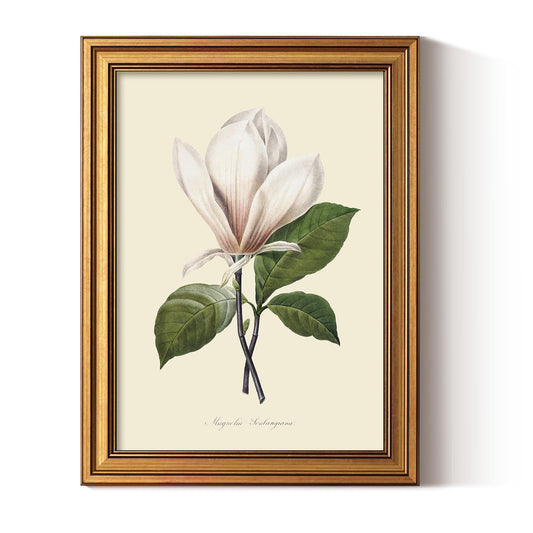 ARPEOTCY Vintage Botanical Wall Art Framed, Antique Magnolia Floral Illustration with Gold Frame, Classic Wall Decor for Living Room Bedroom or Bathroom, 12x16 Inch