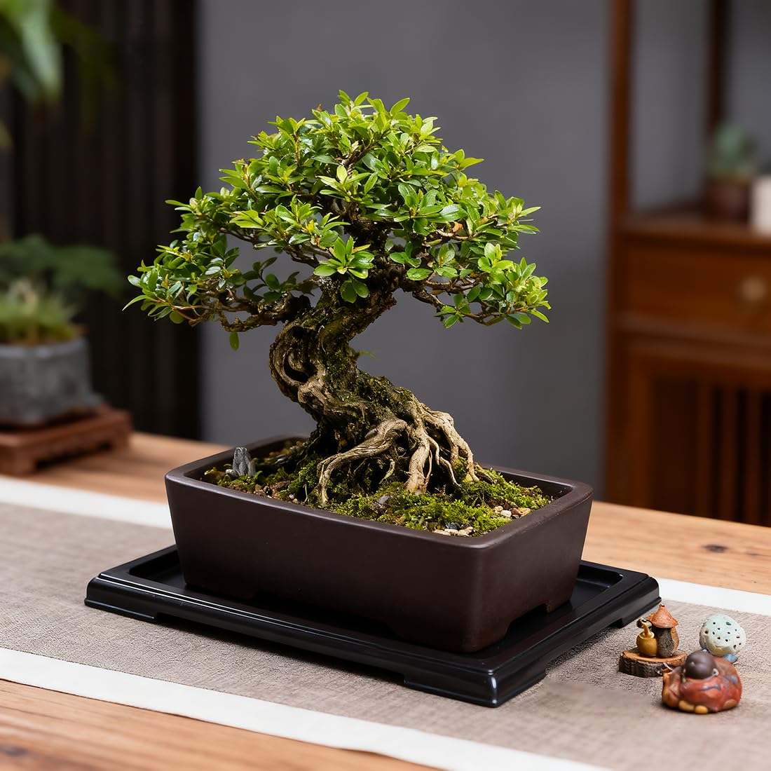 MUZHI Unglazed Zisha Bonsai Pot with Humidity Tray, Rectangle Bonsai Tree Planter with Drainage for Ficus, Succulent etc. (Classic Rectangle)