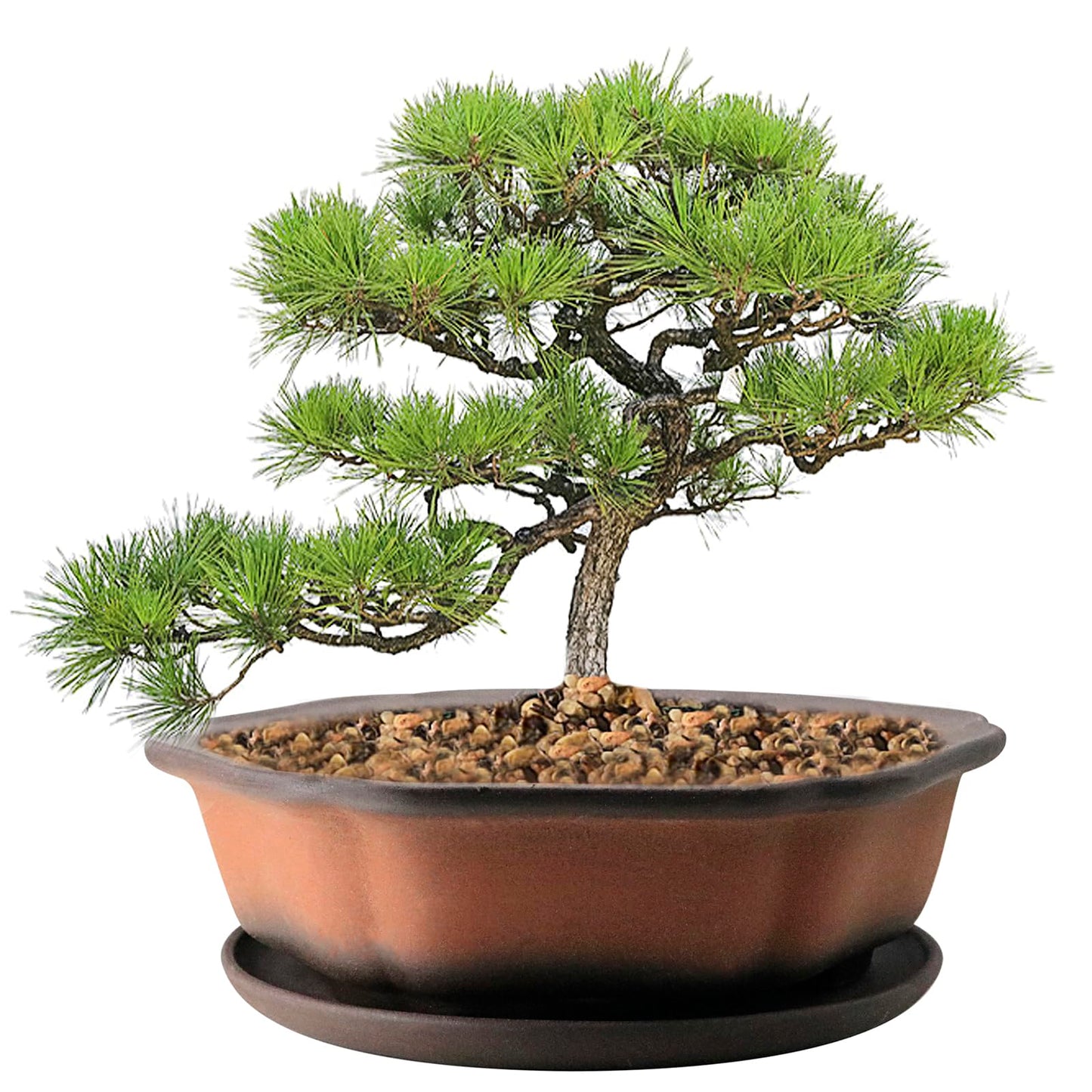 MUZHI 7.5” Unglazed Flower Shape Clay Bonsai Pot with Ceramic Saucer, Color Gradational Shallow Terracotta Planter for Tree Cactus Succulent Arrangement