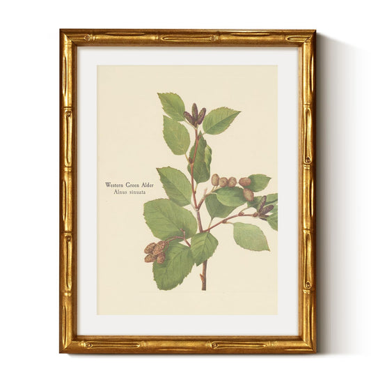 VIYYIEA Gold Framed Bamboo Wall Art, Retro Western Green Alder Botanical Painting, Vintage Fern Pictures Wall Decor, Antique Plant Artwork with Mat, Vintage Home Decor for Living Room 14L x 11W