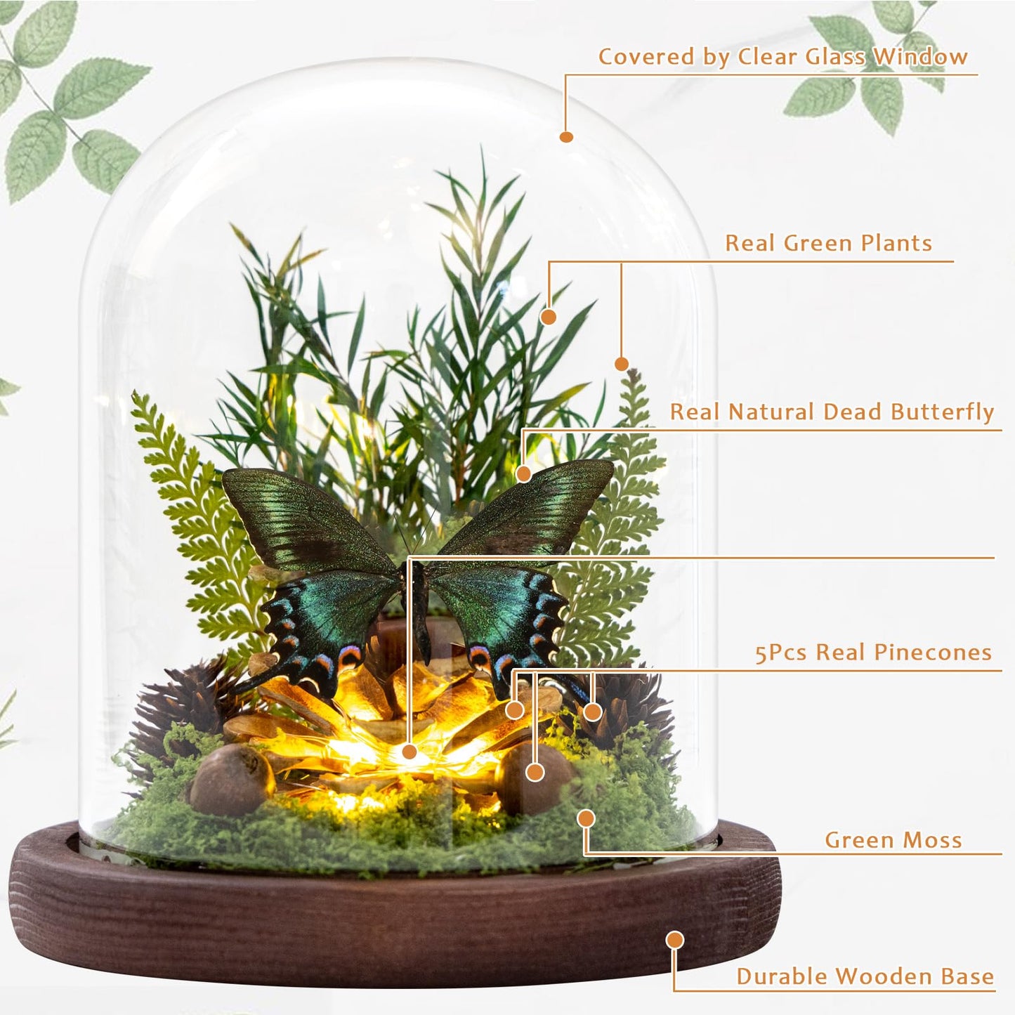 Glass Taxidermy Butterfly Shadow Box Shelf Decor, Nature Gifts for Women Girls, Light Up Butterfly Table Decor for Office Living Room Kitchen Entryway Bookshelf Desk (Not Include Battery)