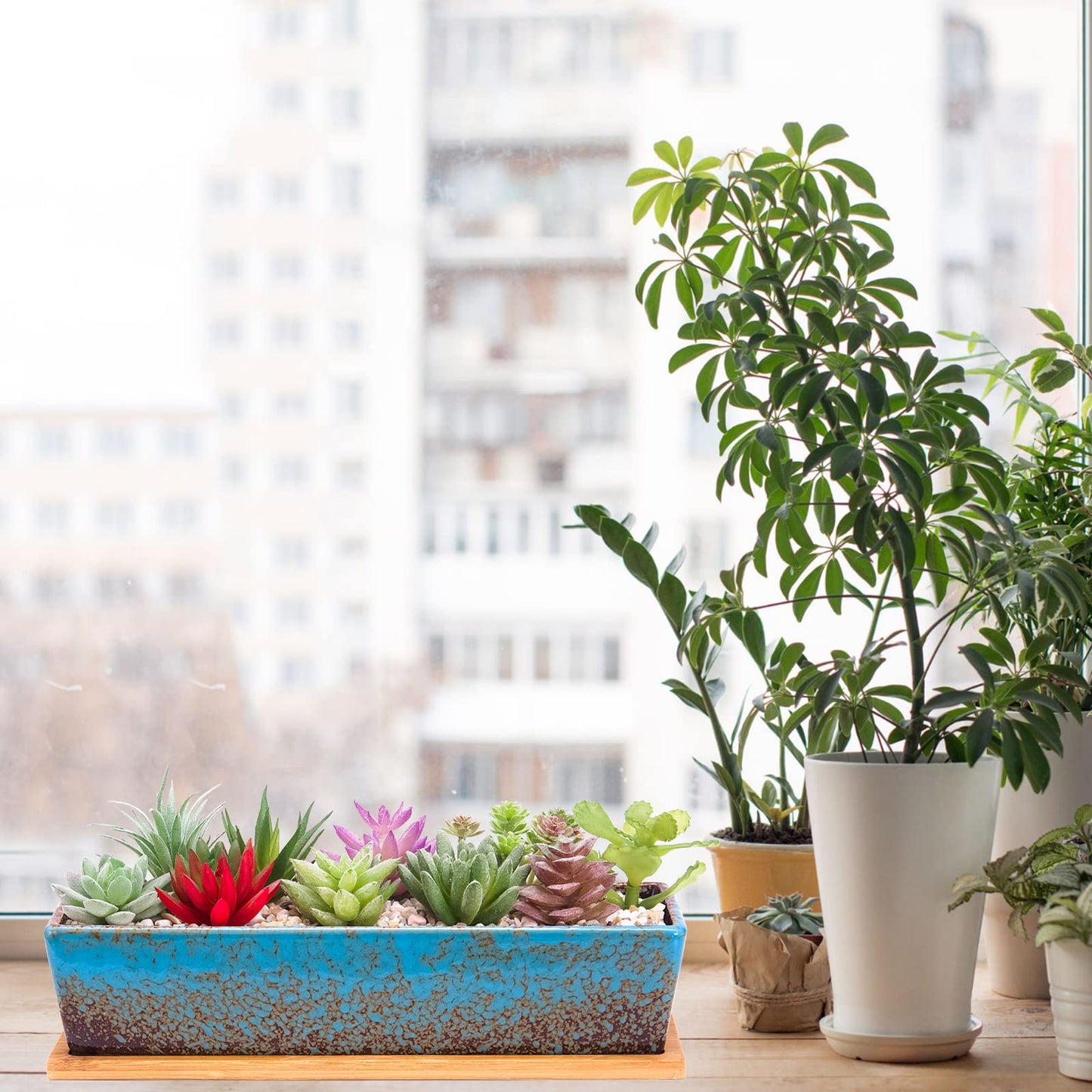 Succulent Pots - 12.1 Inch Large Succulent Planters Pots with Drainage Tray, Long Rectangle Ceramic Pot for Indoor Cactus/Succulent Plants Shallow Bonsai Window Box for Home Garden Decor (Blue)