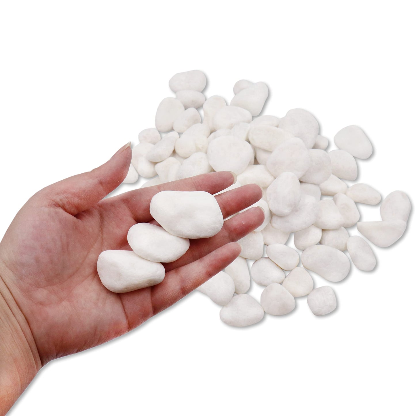 Unpolished White Pebbles 10 Lb. - 1 inch Pebbles for Plants, Gardens, Fish Tank Gravel, Décor, Landscaping, Succulent, Terrarium, 100% Natural Stone Pebbles Decorative Rocks, Matte White Finish
