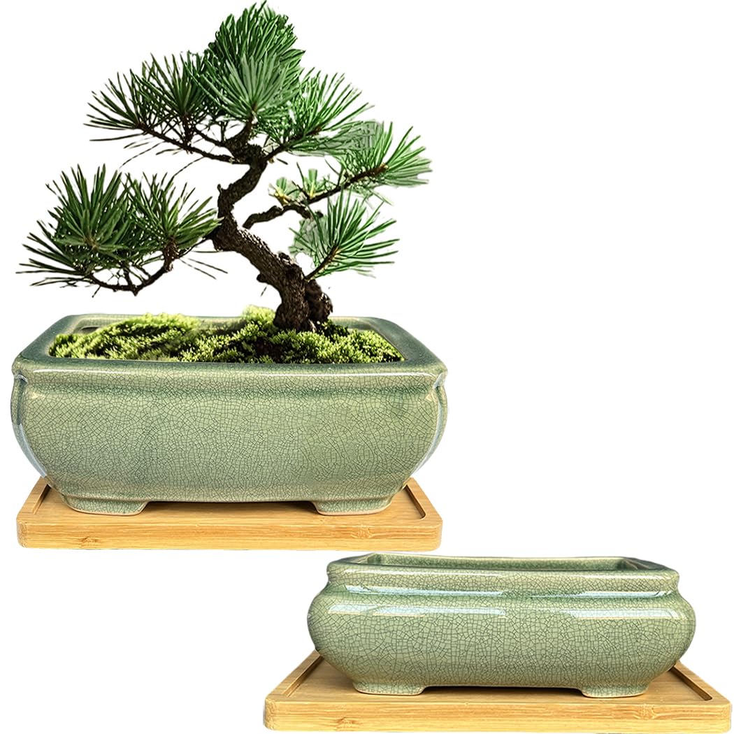 MUZHI 2pcs Green Ceramic Bonsai Planter Pots with Bamboo Tray 6.2 “ & 5.3”, Rectangular Glazed Bonsai & Succulent Cactus Starter Pot with Drainage Ice Crack Design