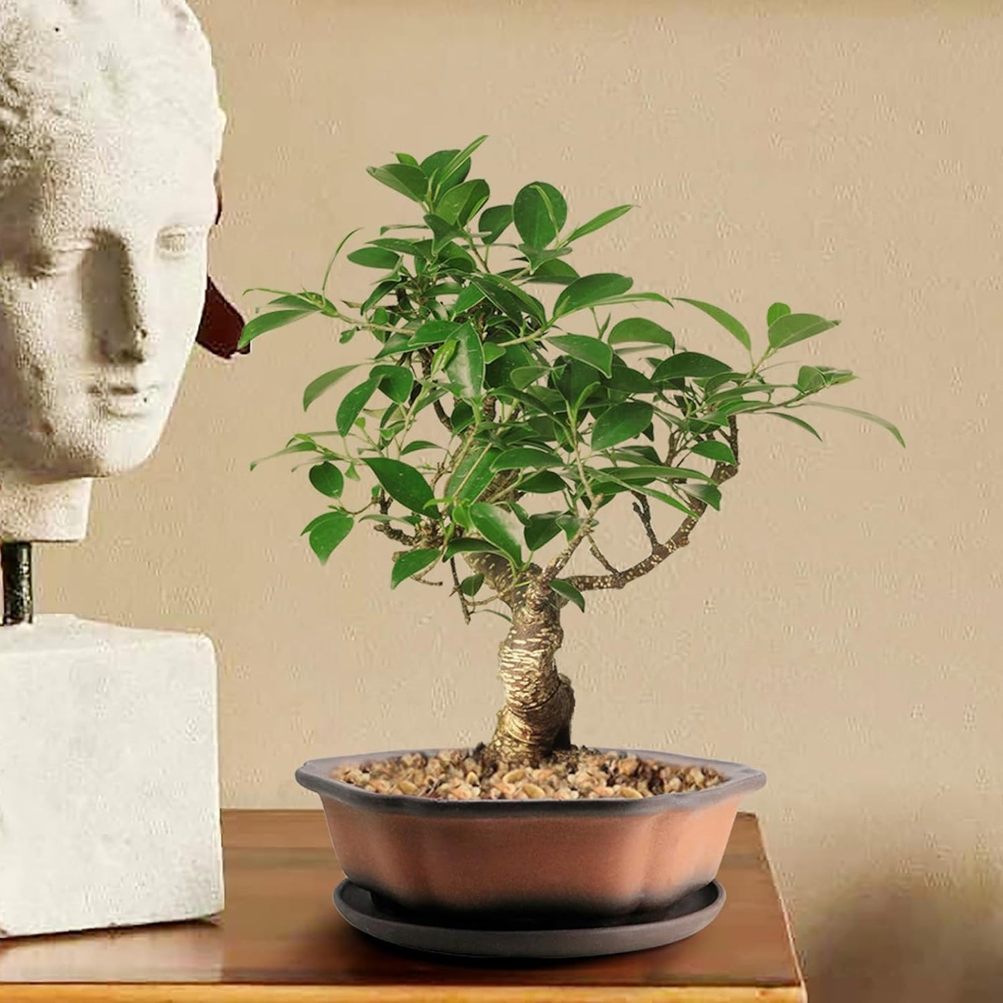 MUZHI 7.5” Unglazed Flower Shape Clay Bonsai Pot with Ceramic Saucer, Color Gradational Shallow Terracotta Planter for Tree Cactus Succulent Arrangement