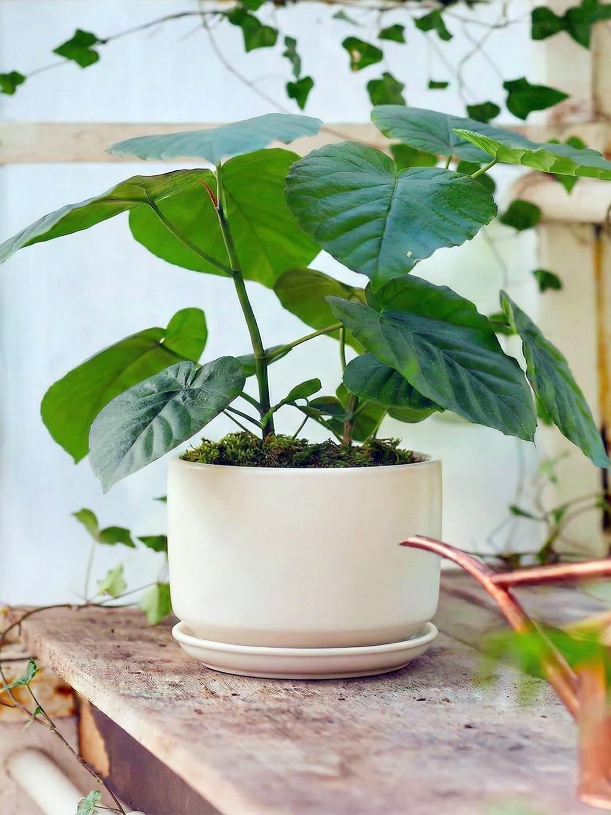 LE TAUCI Ceramic Pots for Plants, 6.8 Inch Plant Pots with Drainage Hole & Saucer, Modern Planter for Indoor Plants, Stable & Durable, Perfect for Living Room or Office Decor, White