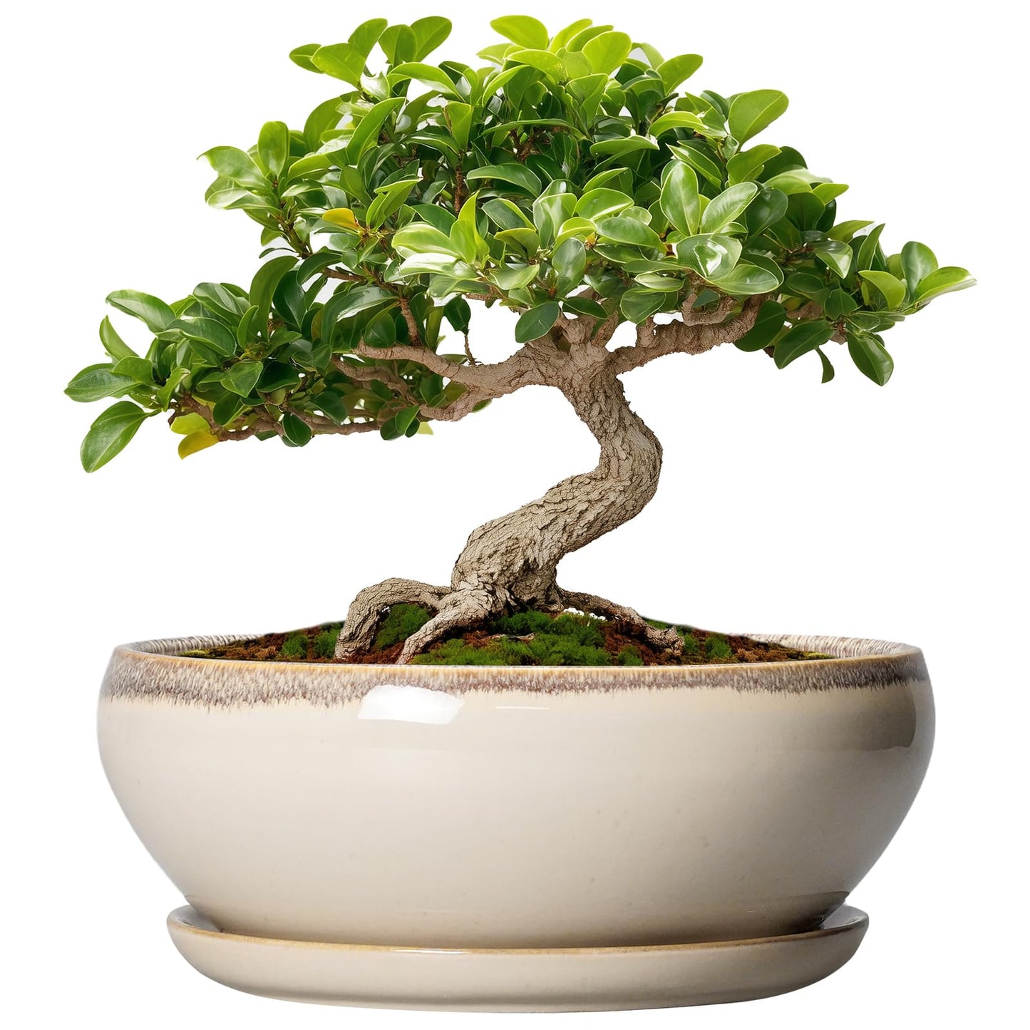 SQOWL Small Bonsai Pots - 6 Inch Ceramic Plant Pots for Succulents, Shallow Planter with Drainage Hole and Saucer, Round Planters for Indoor Outdoor Cactus Plants, House Decor, Birthday Gifts, Beige