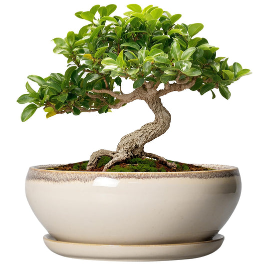 SQOWL Small Bonsai Pots - 6 Inch Ceramic Plant Pots for Succulents, Shallow Planter with Drainage Hole and Saucer, Round Planters for Indoor Outdoor Cactus Plants, House Decor, Birthday Gifts, Beige
