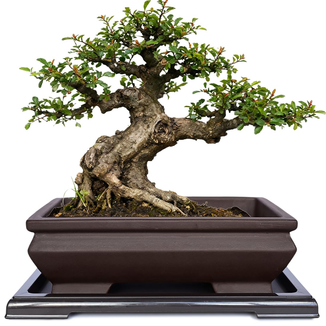 MUZHI Unglazed Ceramic Bonsai Pot with Drainage Tray, Rectangle Vintage Brown Bonsai Planter with 4 Raised Feet for Juniper Maple, Succulent Planter Pot with Drip Tray (Elegant Rectangle)