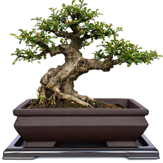 MUZHI Unglazed Ceramic Bonsai Pot with Drainage Tray, Rectangle Vintage Brown Bonsai Planter with 4 Raised Feet for Juniper Maple, Succulent Planter Pot with Drip Tray (Elegant Rectangle)