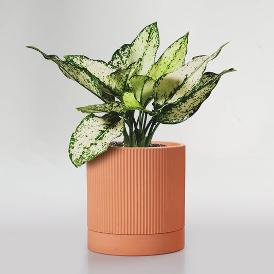 HERDUK Modern Terracotta Pots, 6 Inch Ribbed Textured Clay Planter Pots with Drainage Hole & Saucer, Garden Pots for Indoor/Ourdoor Plants, Succulent Cactus & Herb