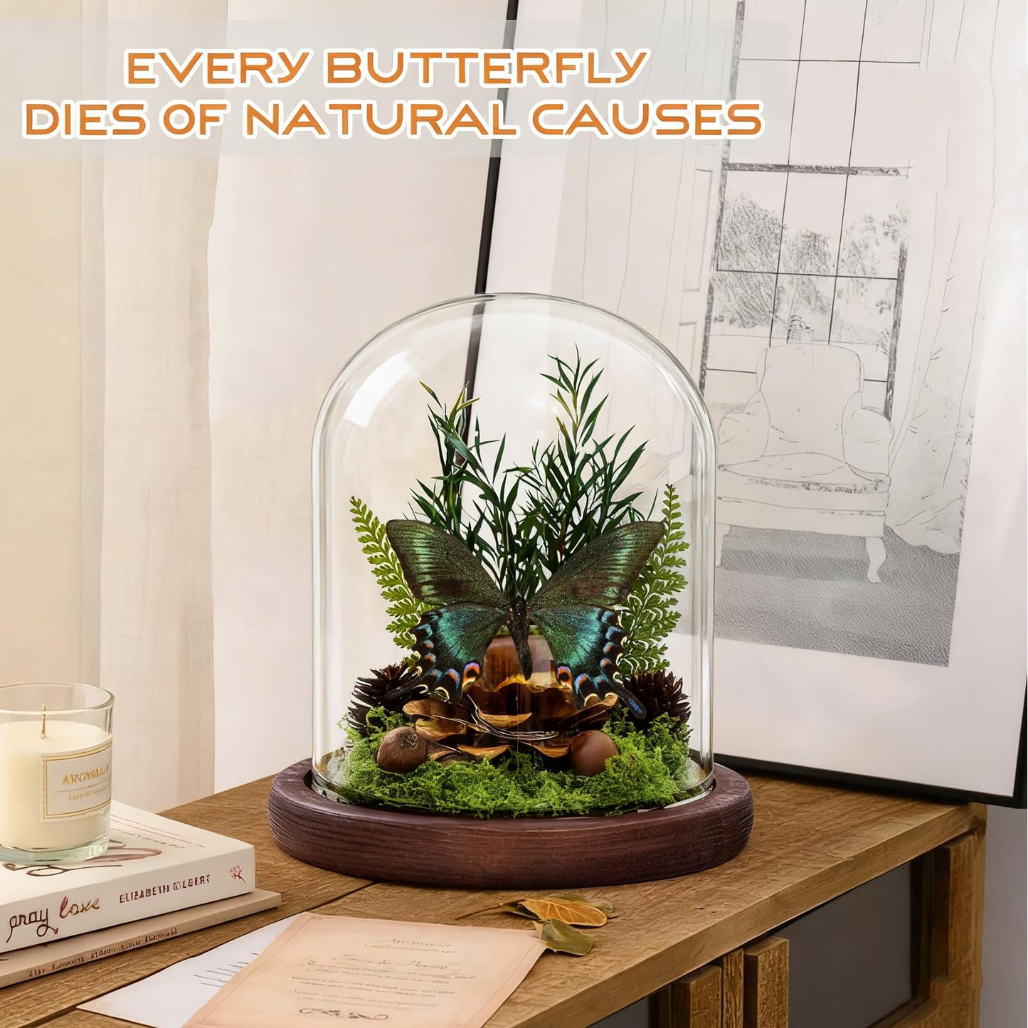 Glass Taxidermy Butterfly Shadow Box Shelf Decor, Nature Gifts for Women Girls, Light Up Butterfly Table Decor for Office Living Room Kitchen Entryway Bookshelf Desk (Not Include Battery)