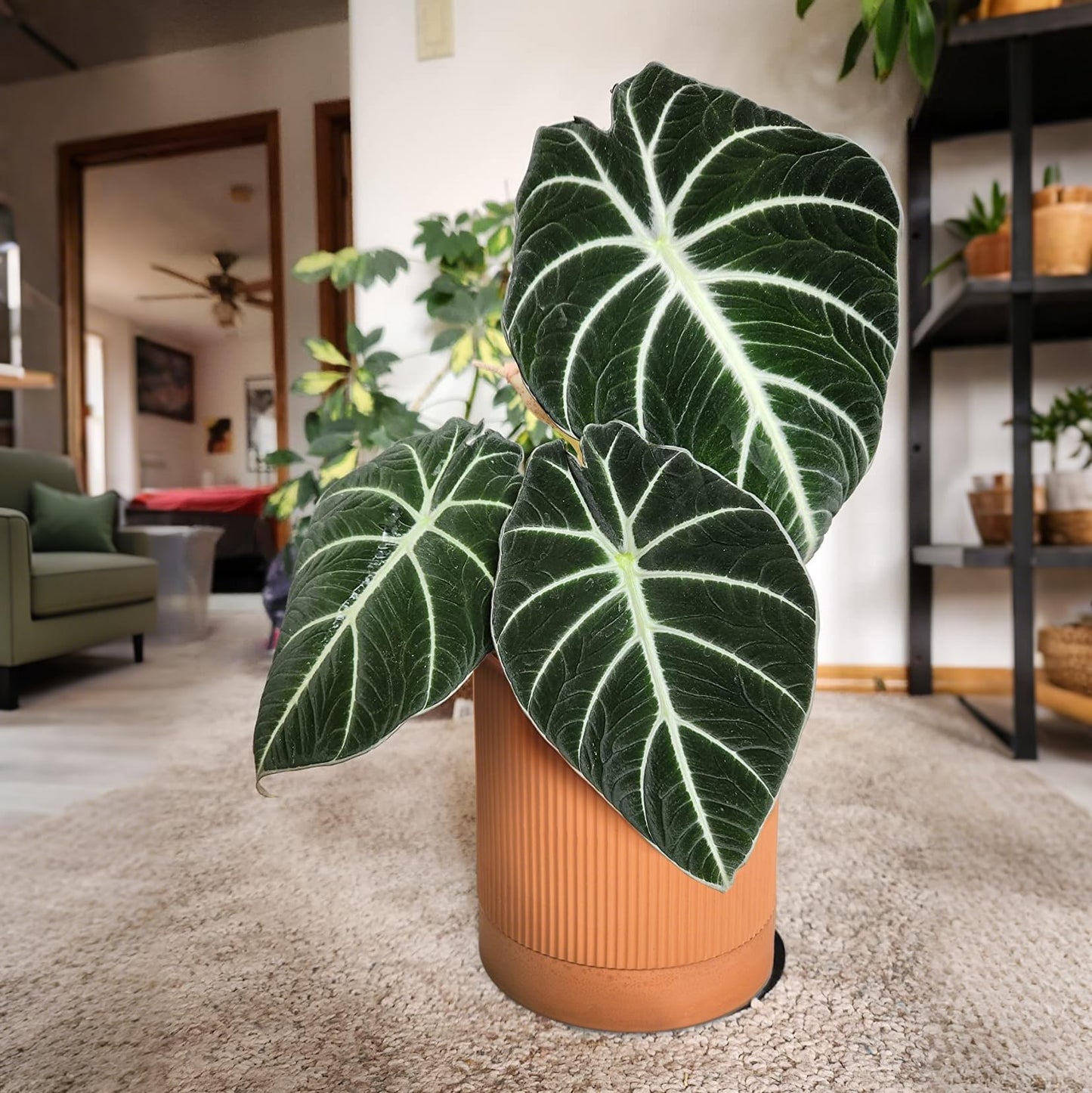 HERDUK Modern Terracotta Pots, 6 Inch Ribbed Textured Clay Planter Pots with Drainage Hole & Saucer, Garden Pots for Indoor/Ourdoor Plants, Succulent Cactus & Herb