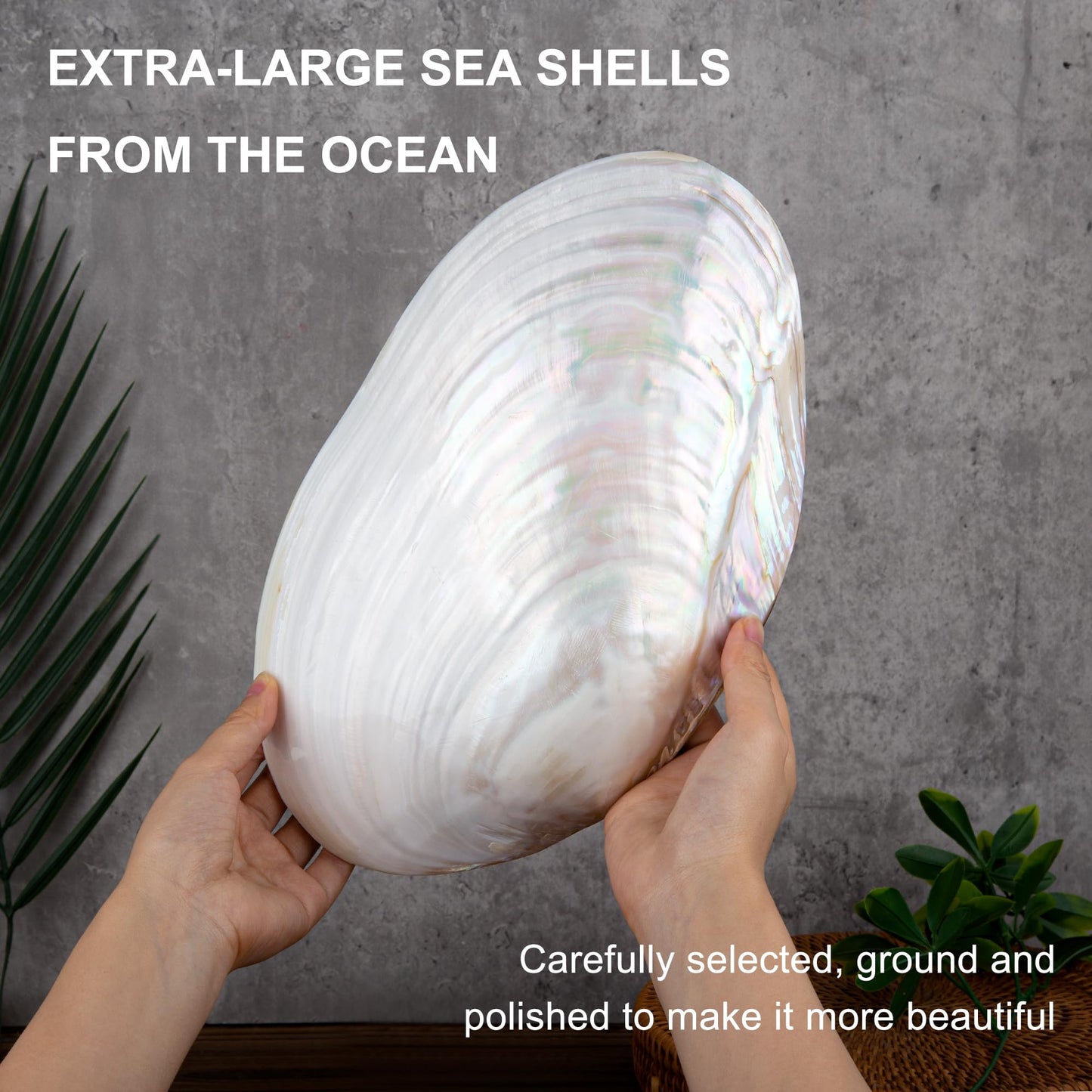 QEQEKAKA 11" Natural Seashell Decorative Bowl (Note: A base is required.) Extra Large Polishing Clam Shell Bowl for Crafts & Coastal Nautical Home,Beach Party Wedding Shell Home Decor