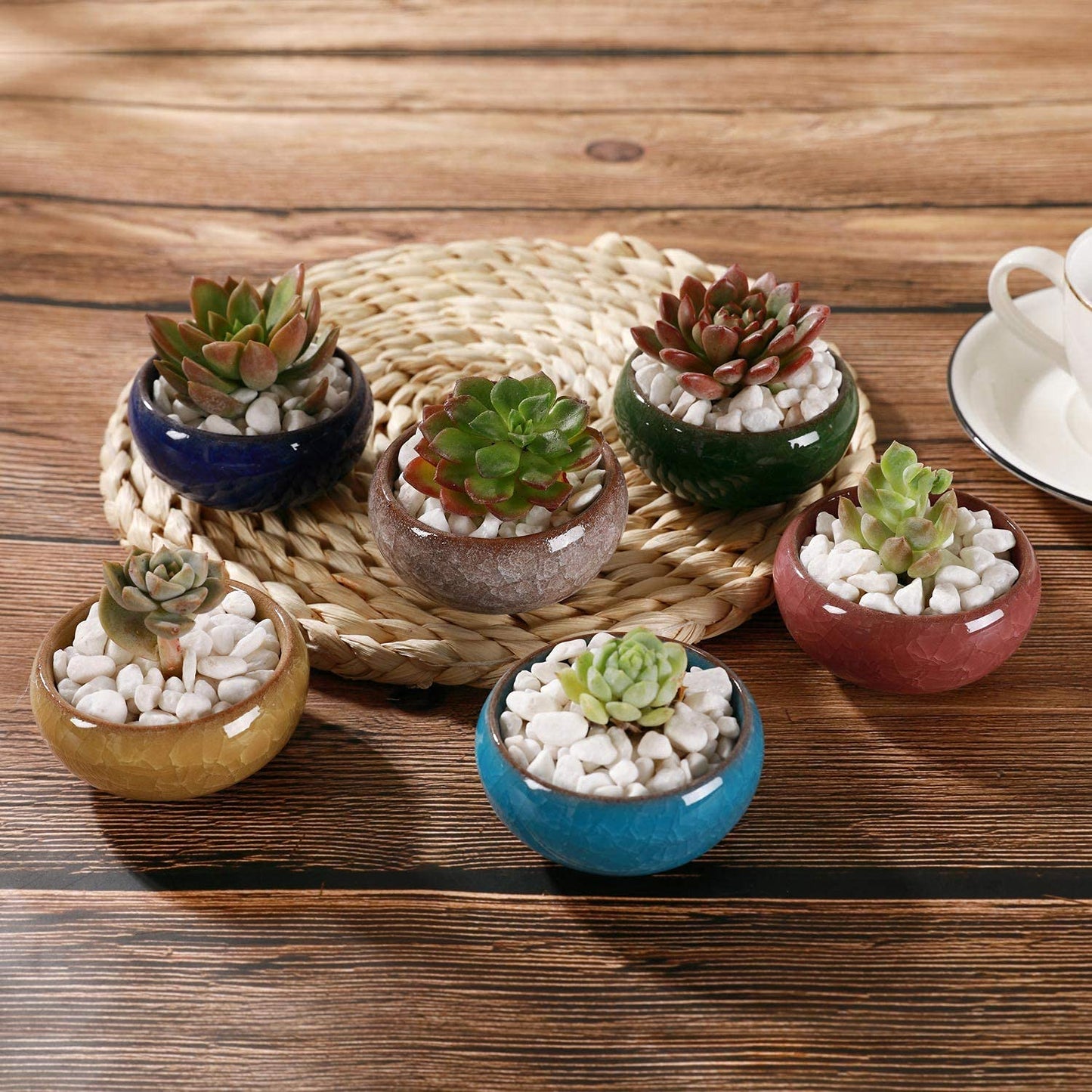 T4U Small Ceramic Succulent Pots with Drainage Hole Set of 12, Mini Porcelain Planters, Air Plant Flower Pots, Cactus Faux Plants Containers, Home and Office Decor Gift