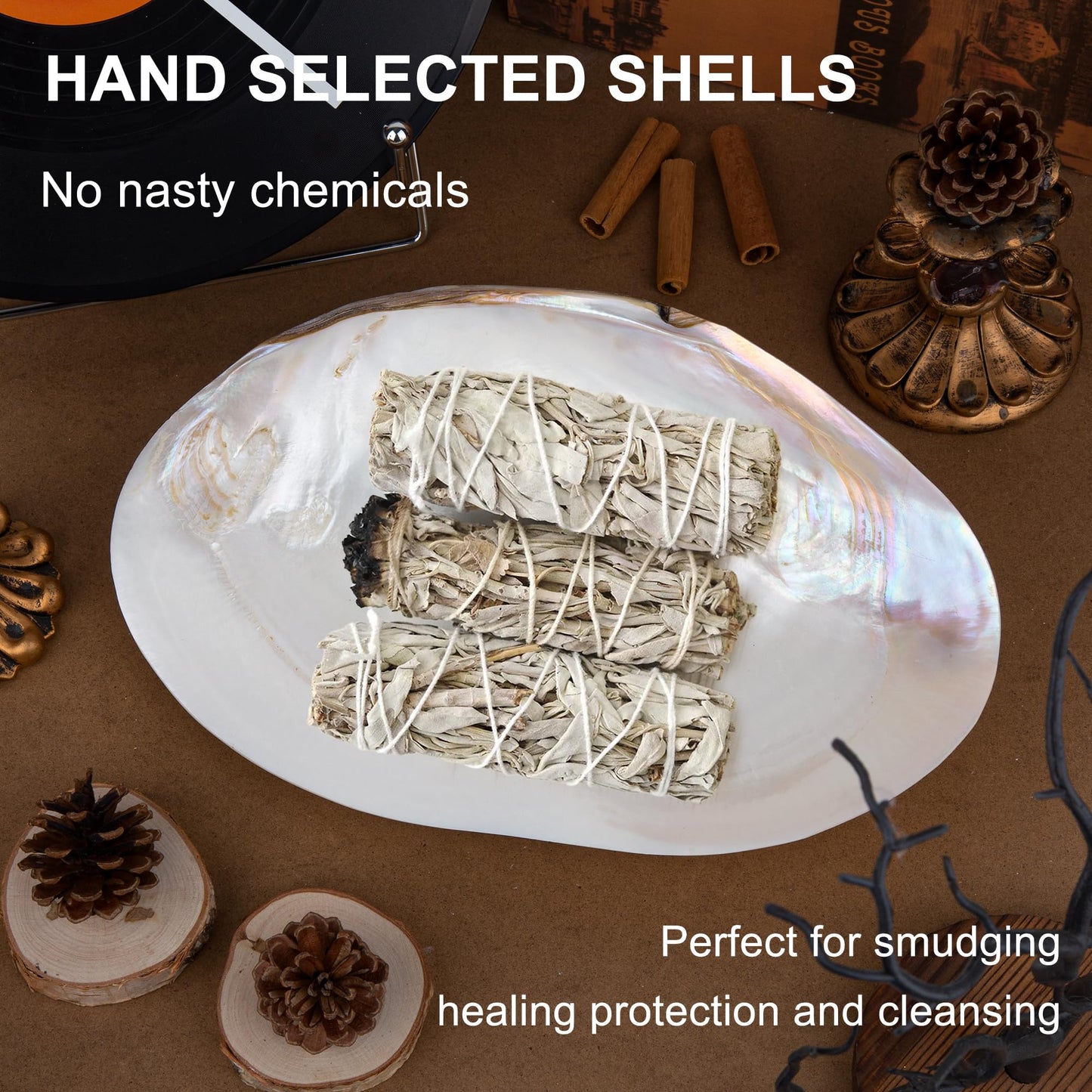 QEQEKAKA 11" Natural Seashell Decorative Bowl (Note: A base is required.) Extra Large Polishing Clam Shell Bowl for Crafts & Coastal Nautical Home,Beach Party Wedding Shell Home Decor