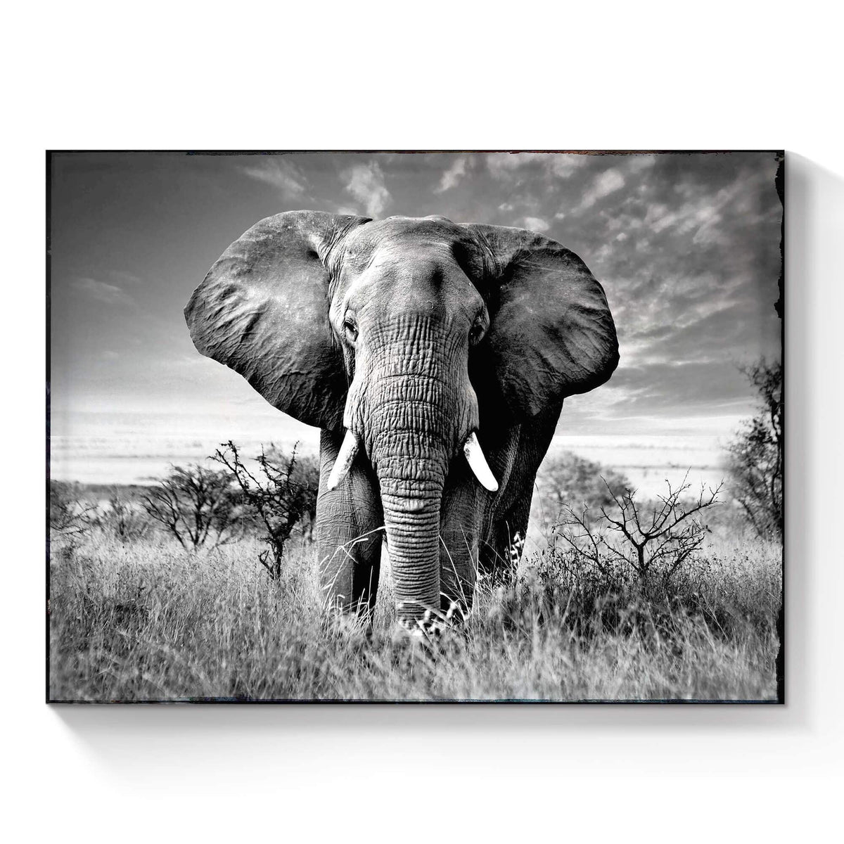 SunFlax Wild Elephant Canvas Wall Art: African Animals Picture Safari Landscape Painting Modern Artwork Black and White Print for Living Room Bedroom Bathroom Ready to Hang