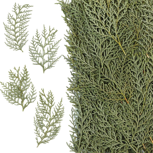 Jtoder Real Pressed Pine Leaves Branches for Christmas Crafts, Natural Dried Botanicals for Resin Ornaments, Wreath Making, Scrapbooking, Festive DIY Home Decor