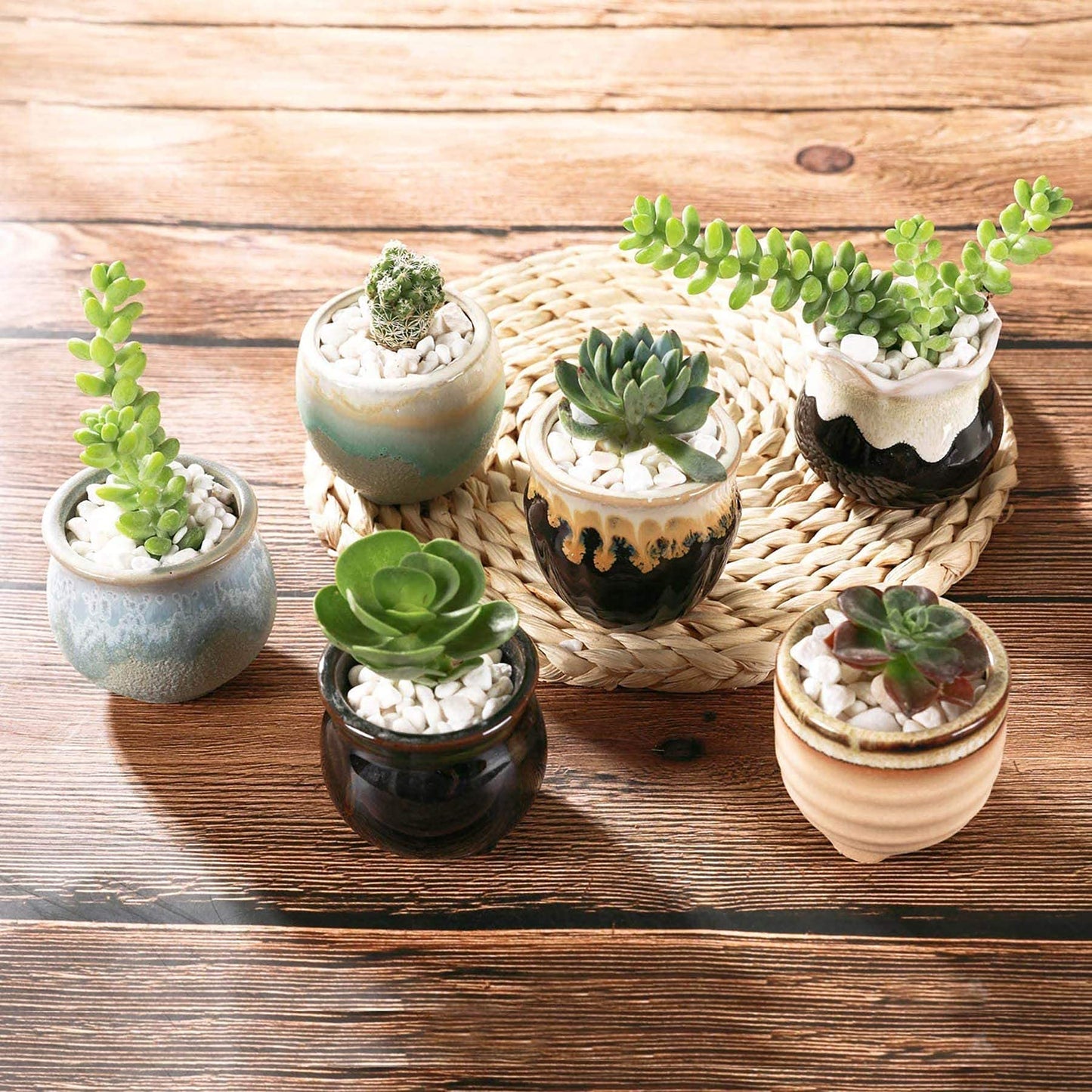 T4U Small Ceramic Succulent Pots with Drainage Hole Set of 12, Mini Porcelain Planters, Air Plant Flower Pots, Cactus Faux Plants Containers, Home and Office Decor Gift