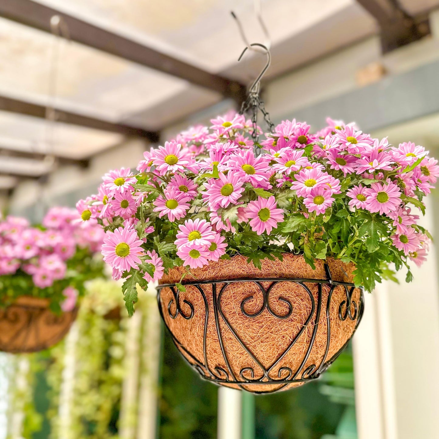 LaLaGreen Hanging Baskets for Plants (10 Inch, 2 Pack) Small Hanging Flower Pots with Coco Liner, Black Metal Wire Round Plant Holder with Hanger Hook Chain Outdoor Deck Patio Balcony Garden Decor